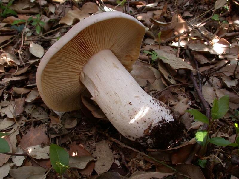 entoloma sinuatum?????